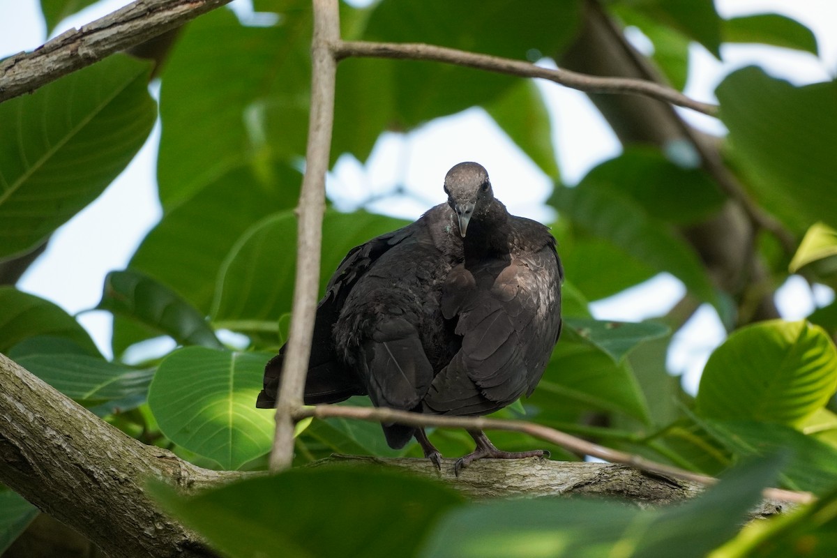 Black Wood-Pigeon - ML621194425