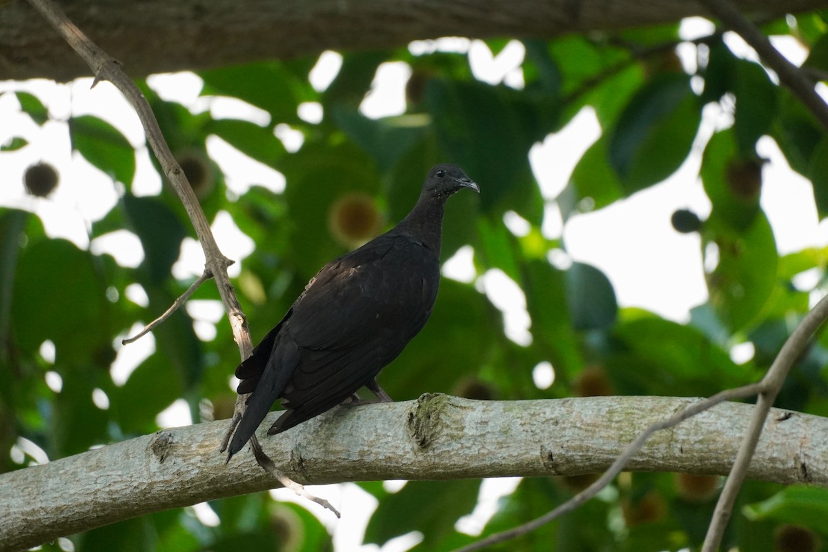 Black Wood-Pigeon - ML621194426