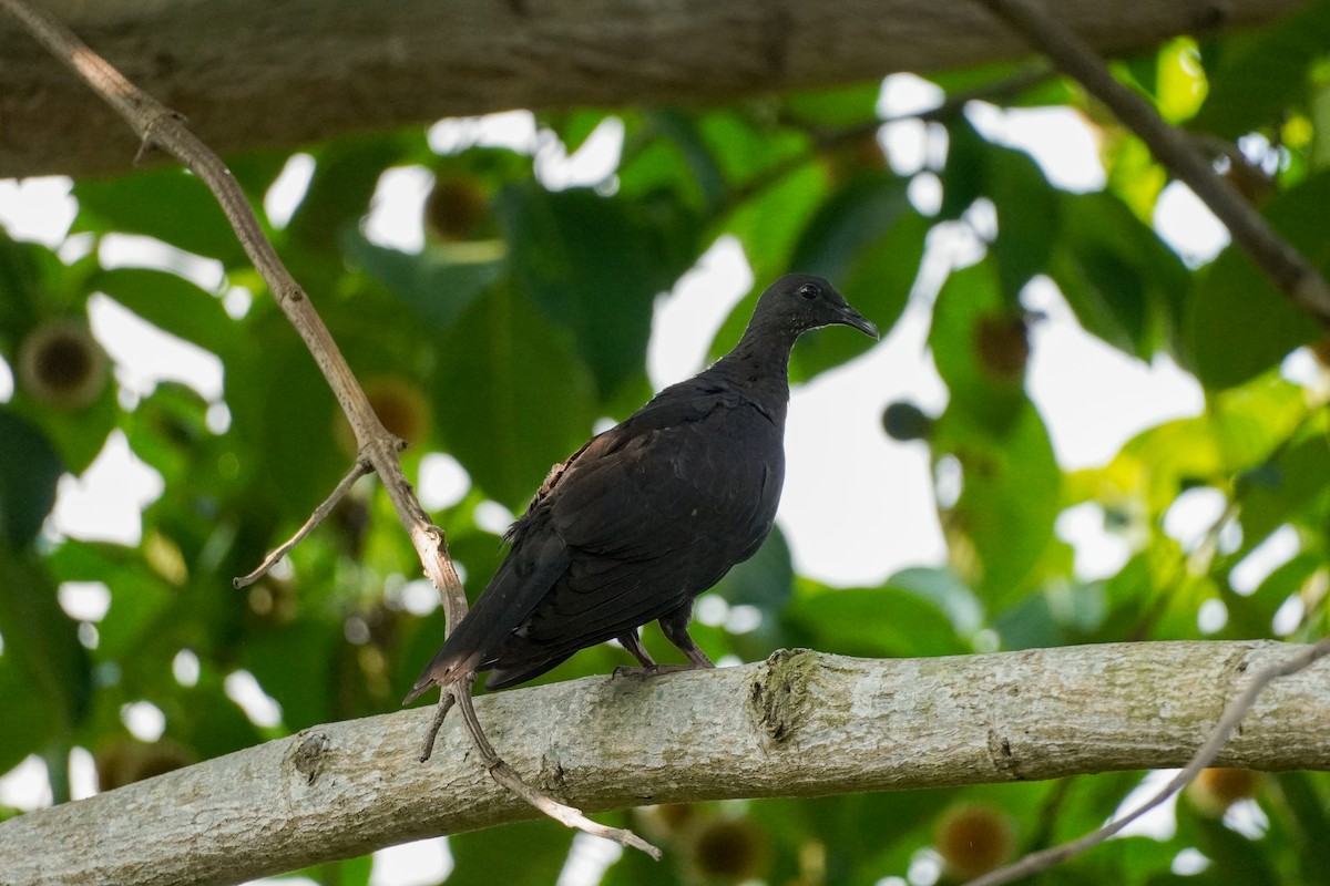Black Wood-Pigeon - ML621194427