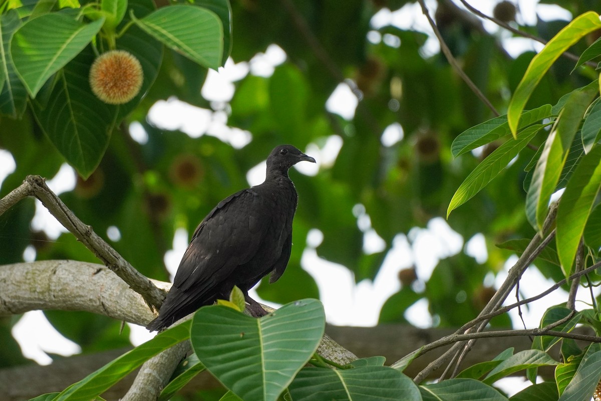 Black Wood-Pigeon - ML621194428