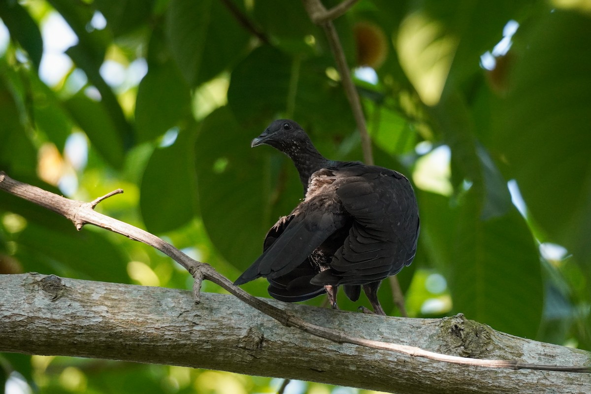 Black Wood-Pigeon - ML621194429
