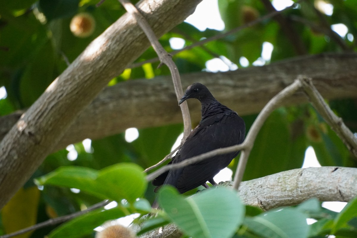 Black Wood-Pigeon - ML621194430