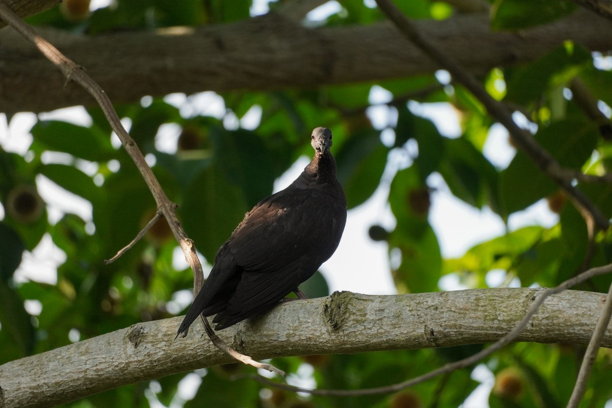 Black Wood-Pigeon - ML621194431