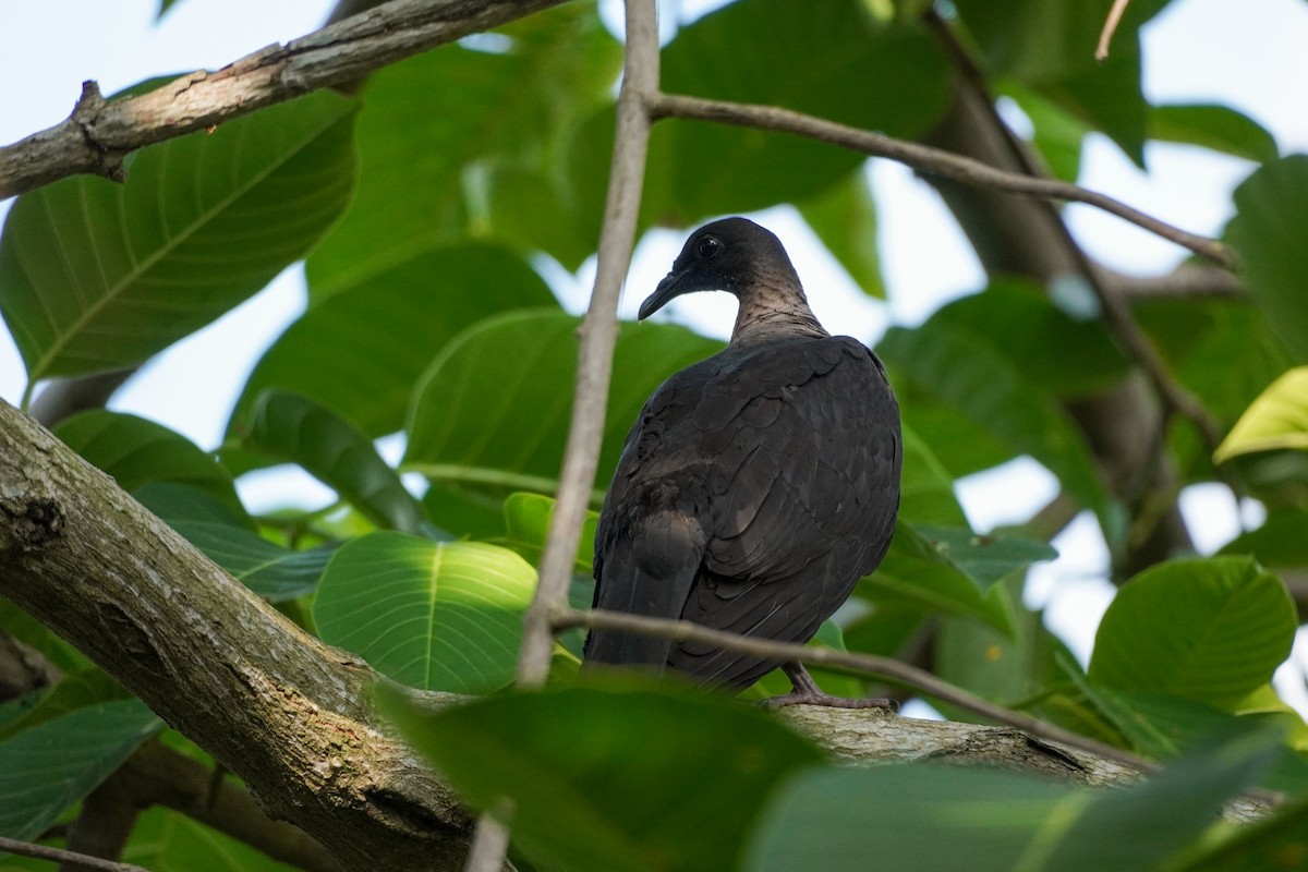 Black Wood-Pigeon - ML621194432