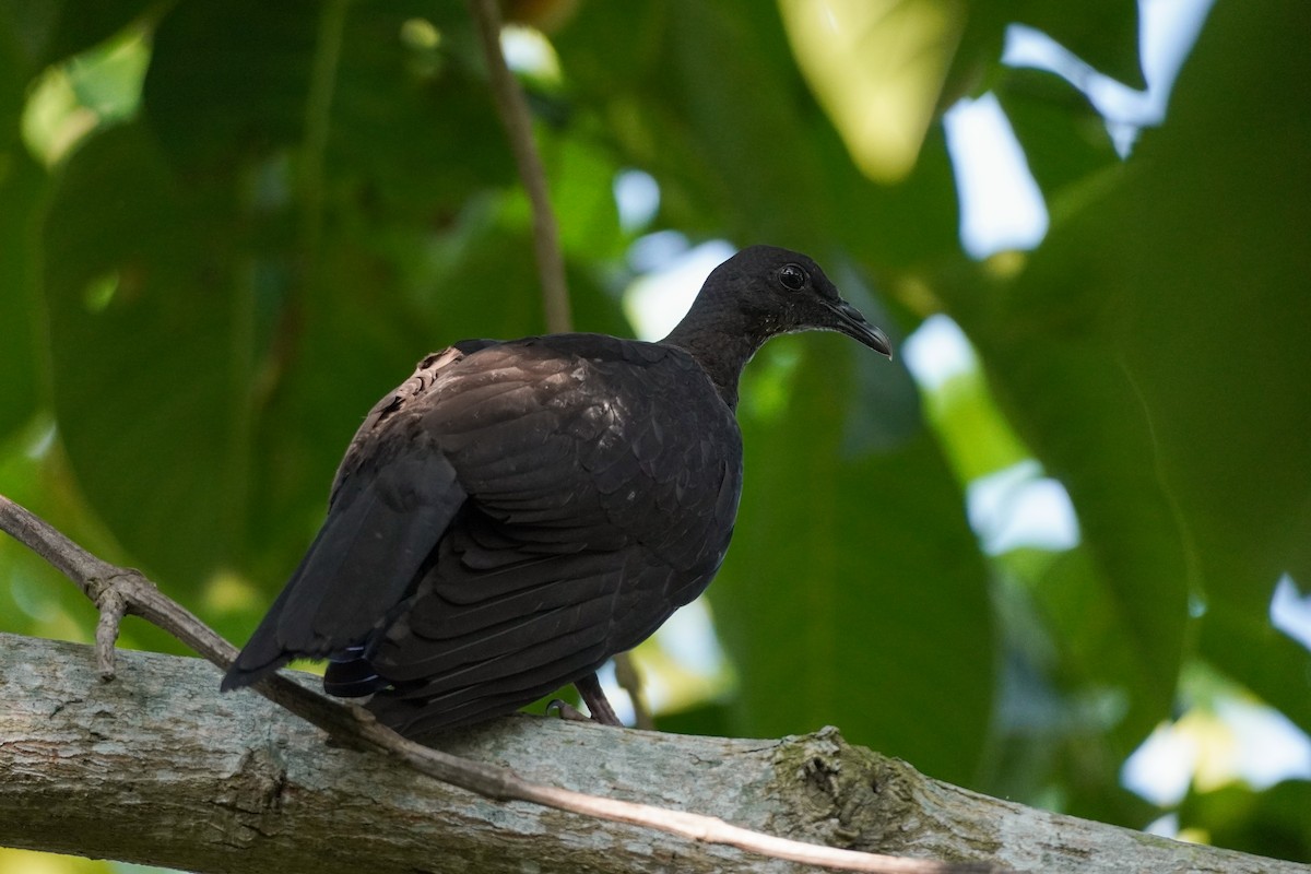 Black Wood-Pigeon - ML621194433