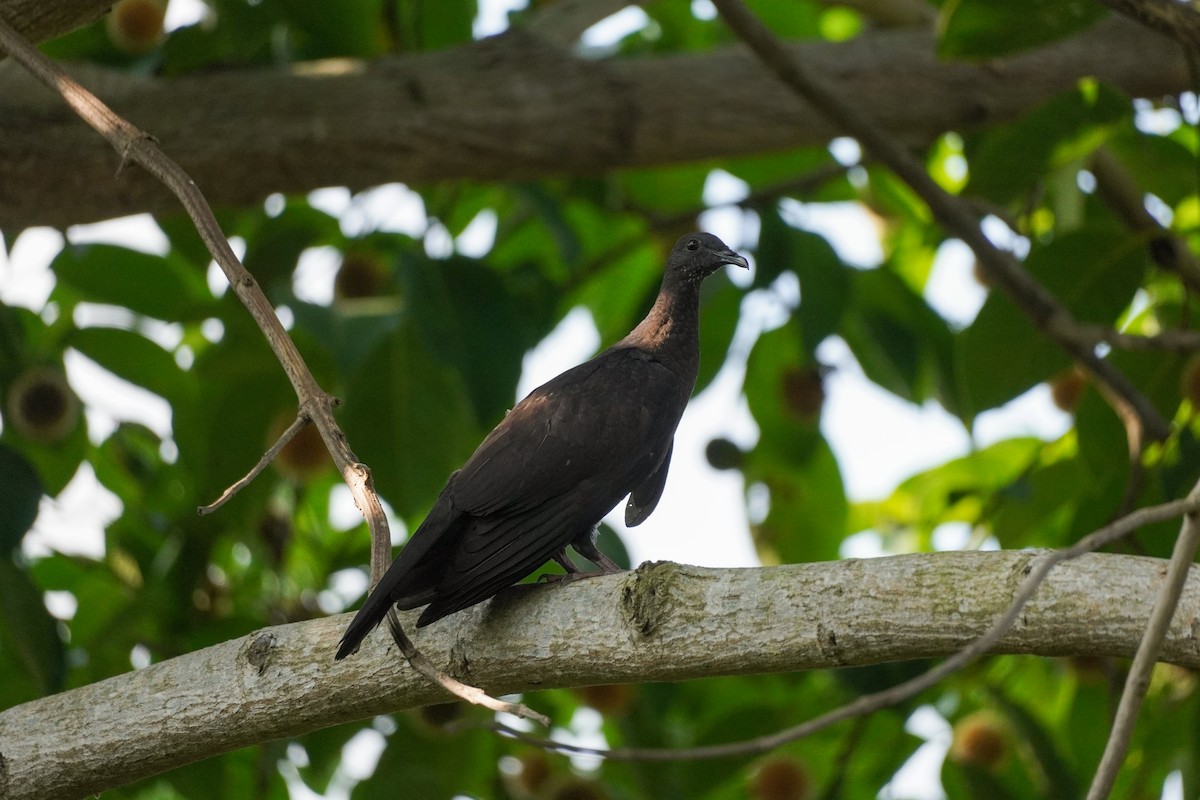 Black Wood-Pigeon - ML621194434