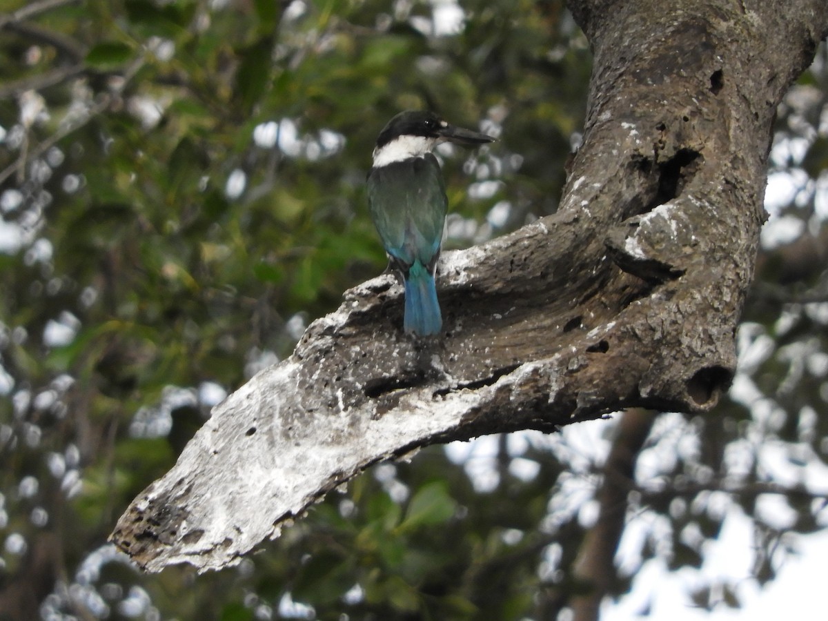 Torresian Kingfisher - ML621194444
