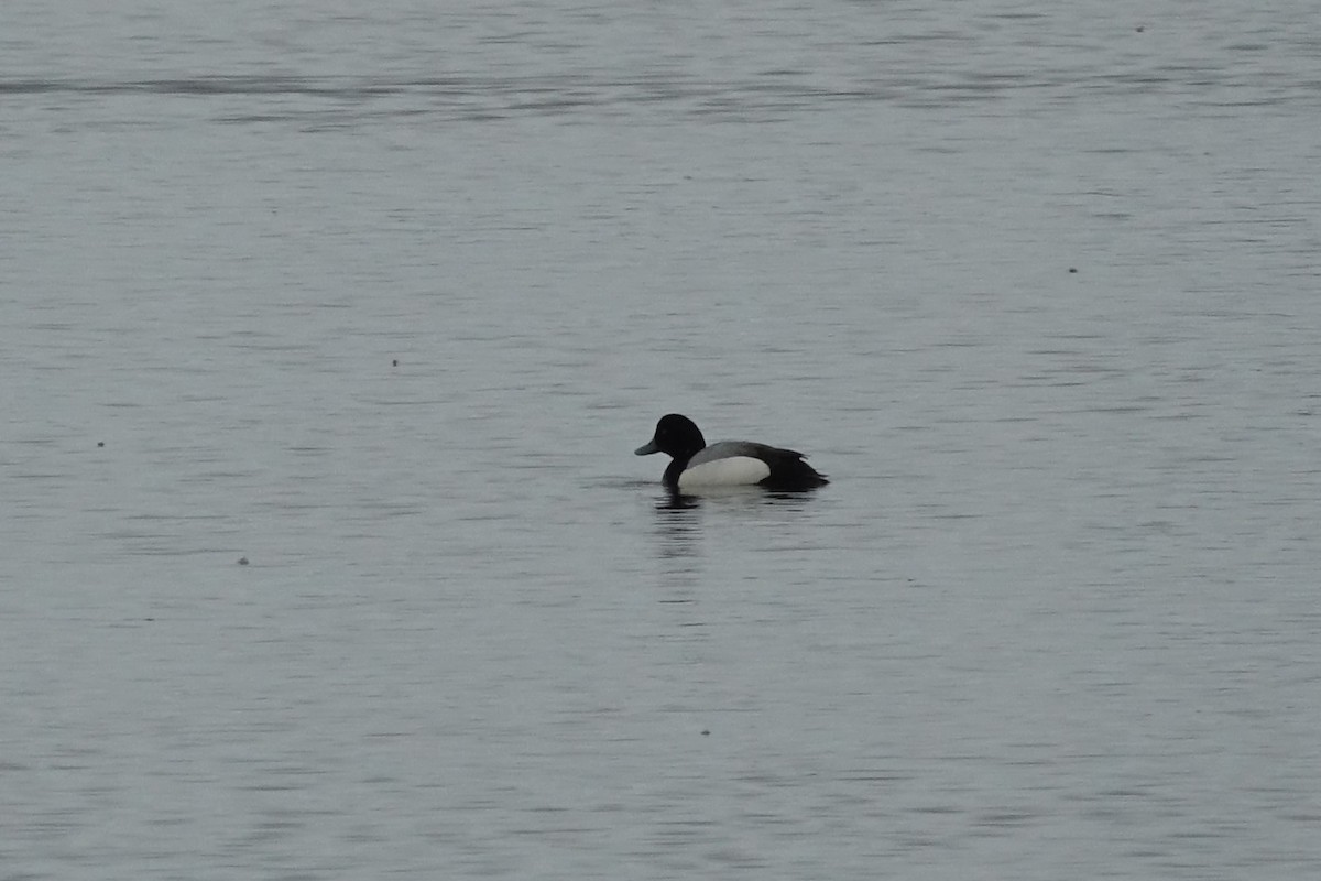 Greater Scaup - ML621194448