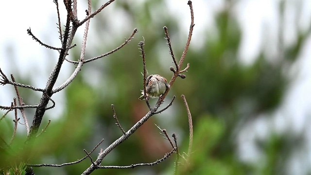 Vesper Sparrow - ML621194451