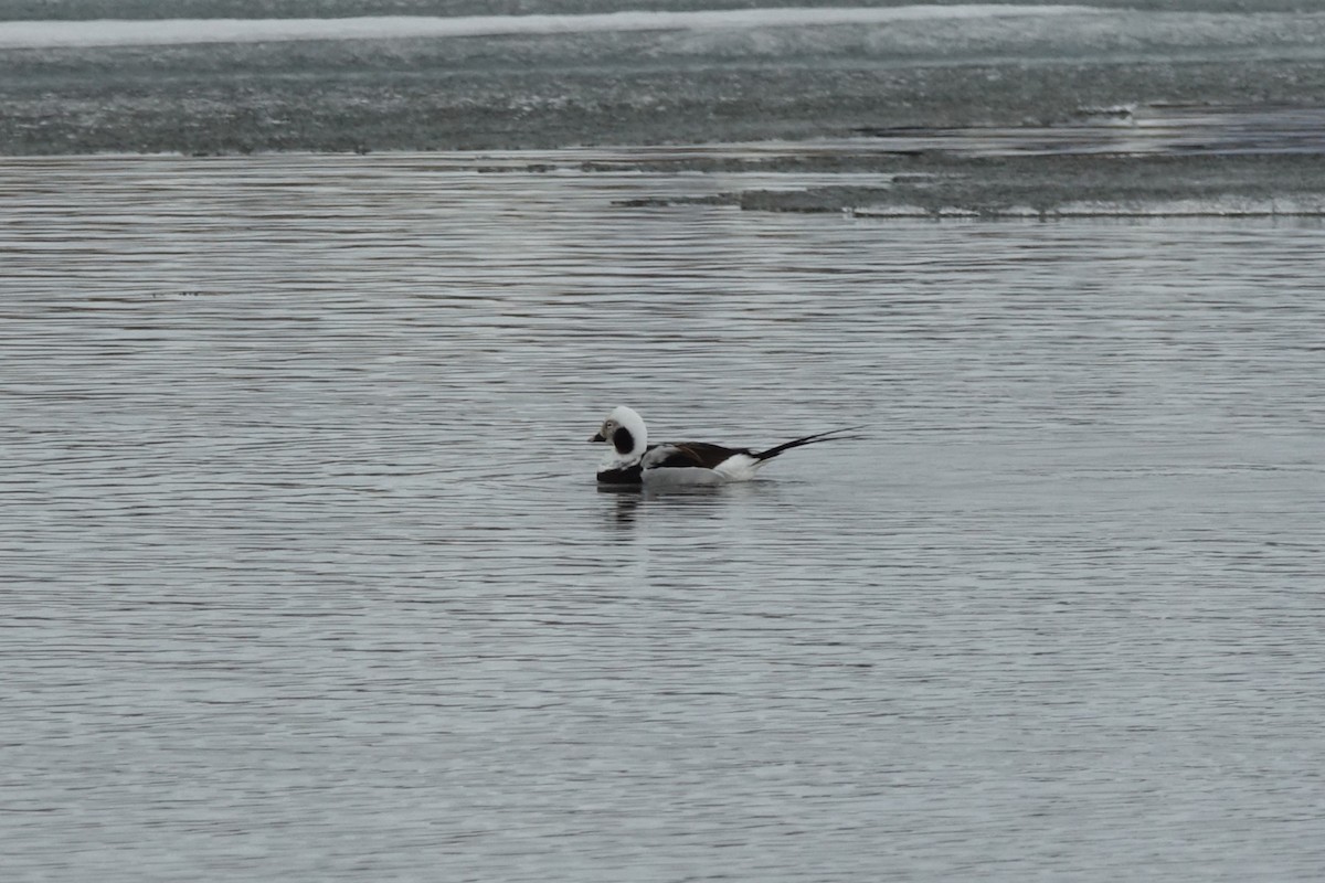 Long-tailed Duck - ML621194477