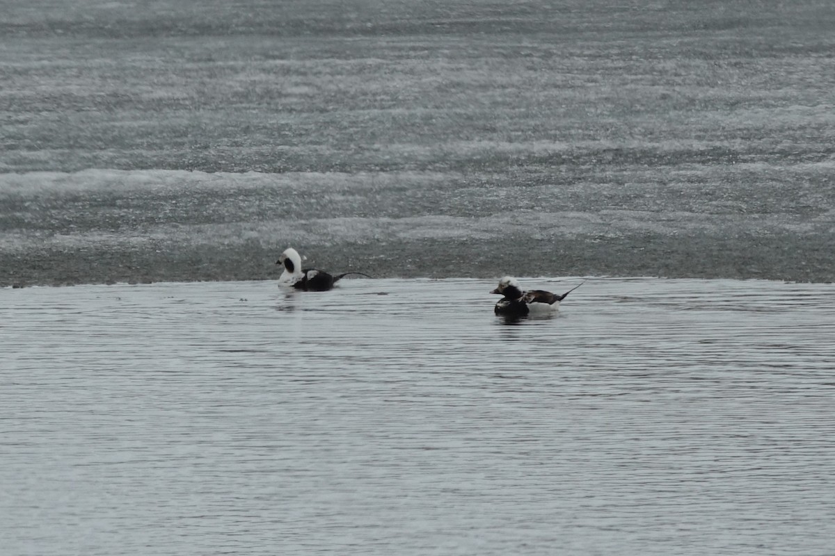 Long-tailed Duck - ML621194480