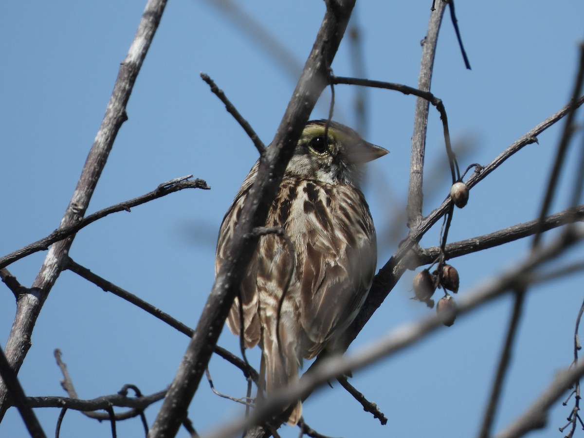 Savannah Sparrow - ML621194520