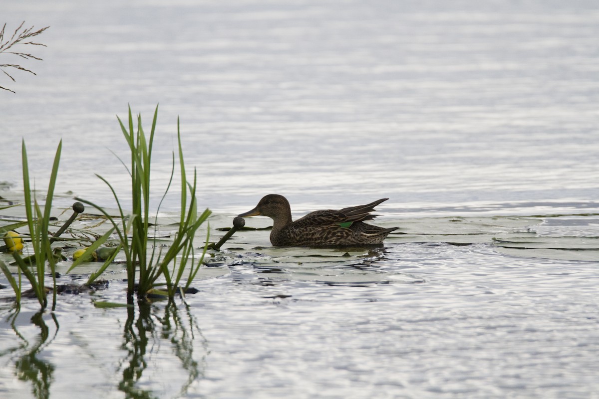 Green-winged Teal - ML621194545