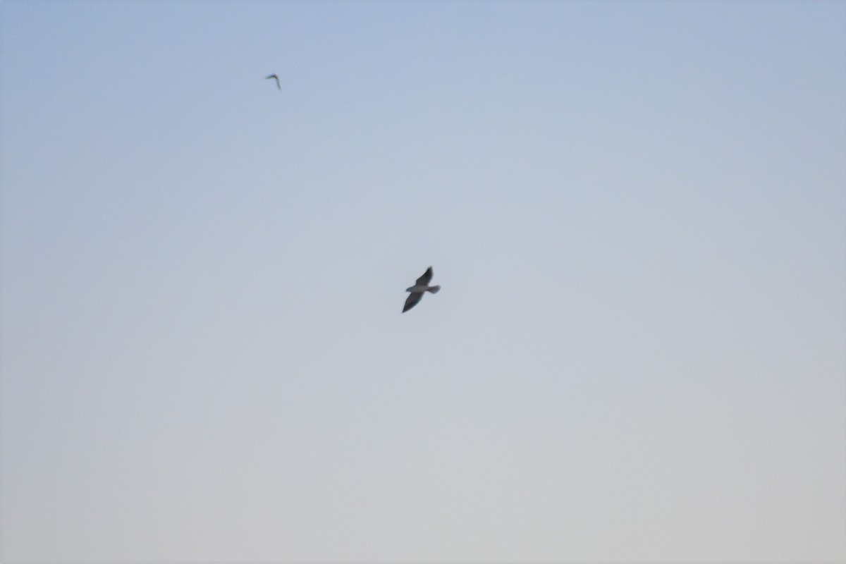 Black-winged Kite - ML621194550