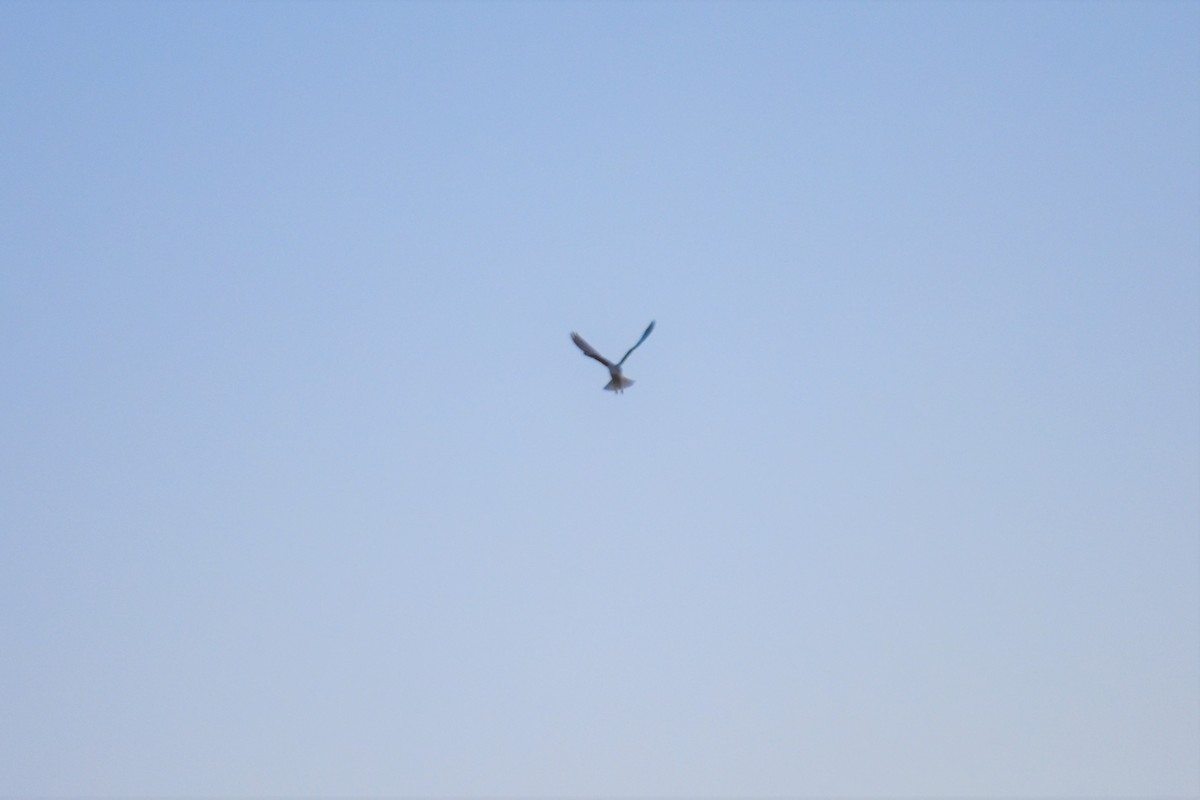 Black-winged Kite - ML621194551