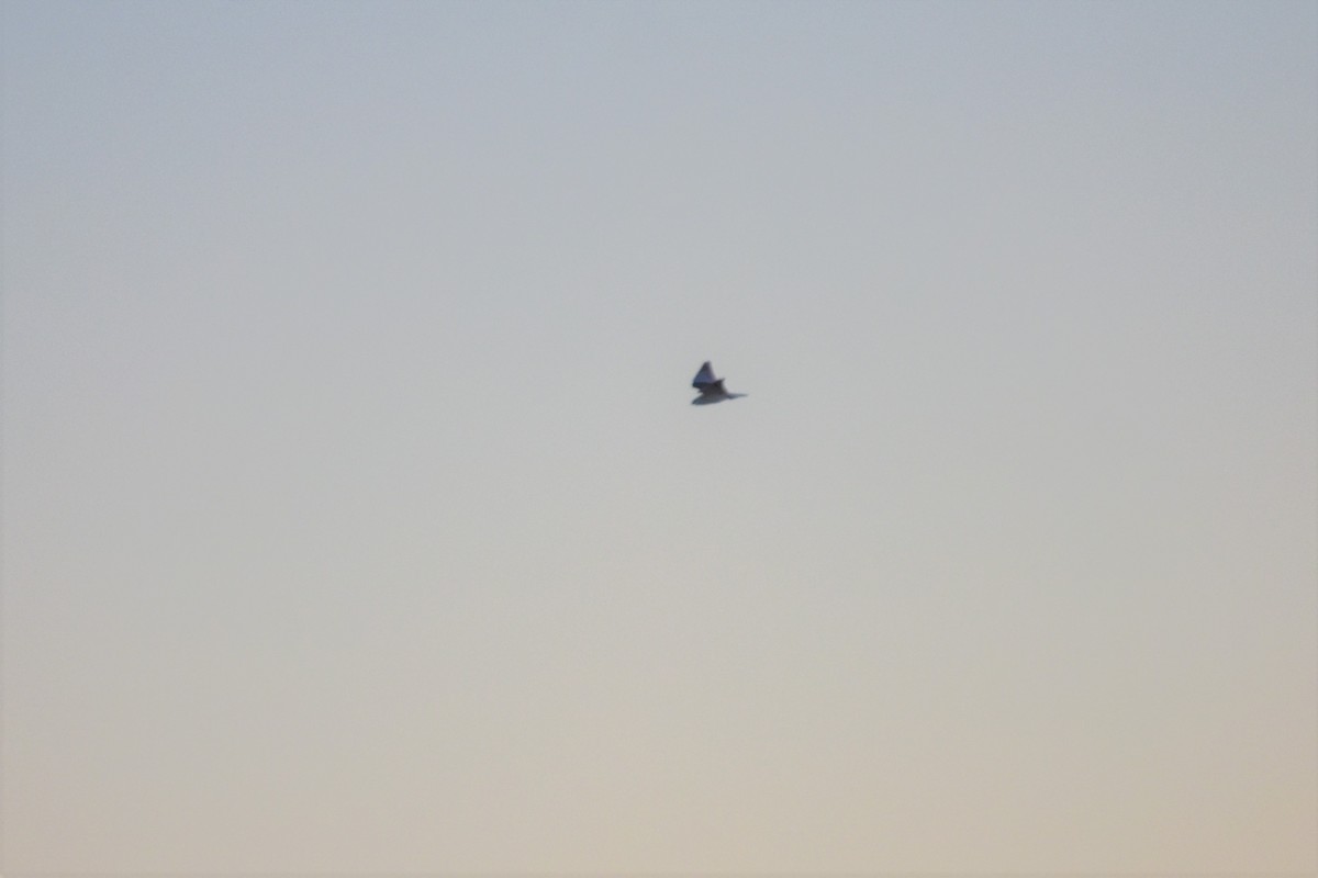 Black-winged Kite - ML621194552