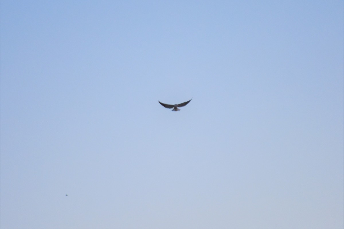 Black-winged Kite - ML621194553