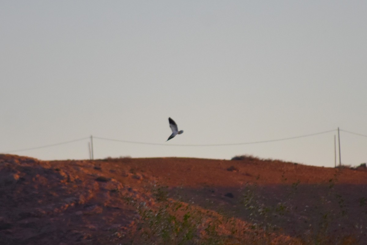 Black-winged Kite - ML621194554