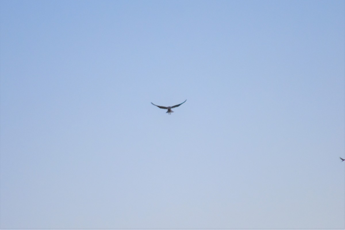 Black-winged Kite - ML621194555