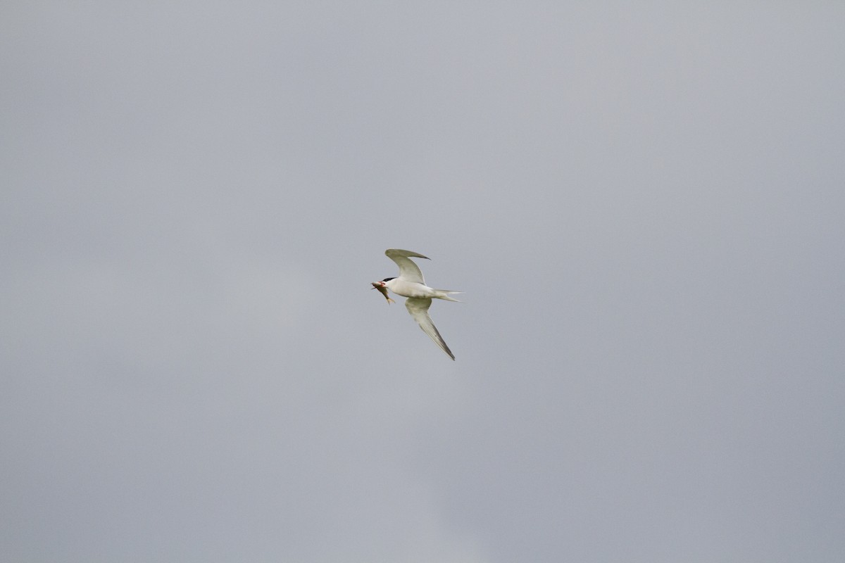 Common Tern - ML621194603