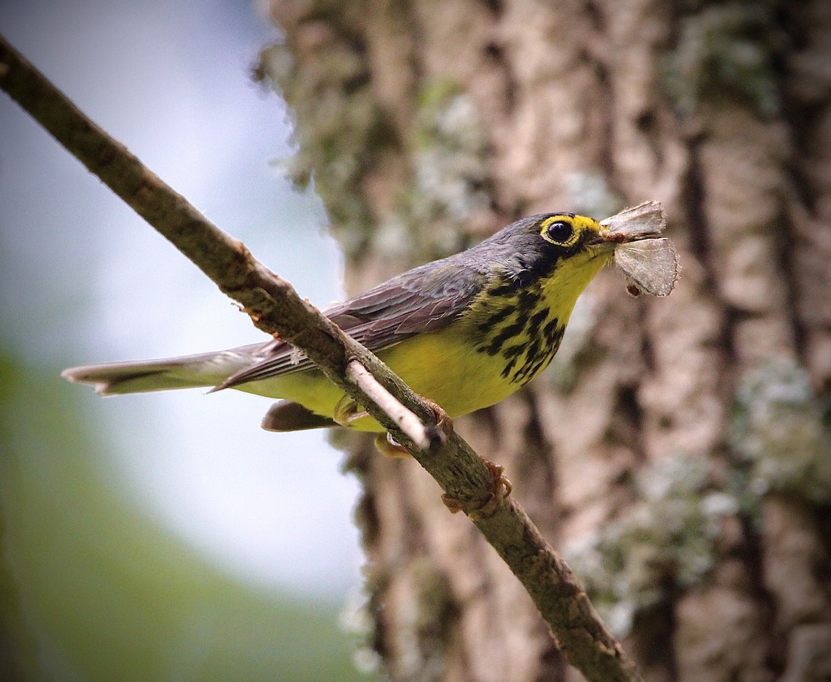 Canada Warbler - Ralph Perrine