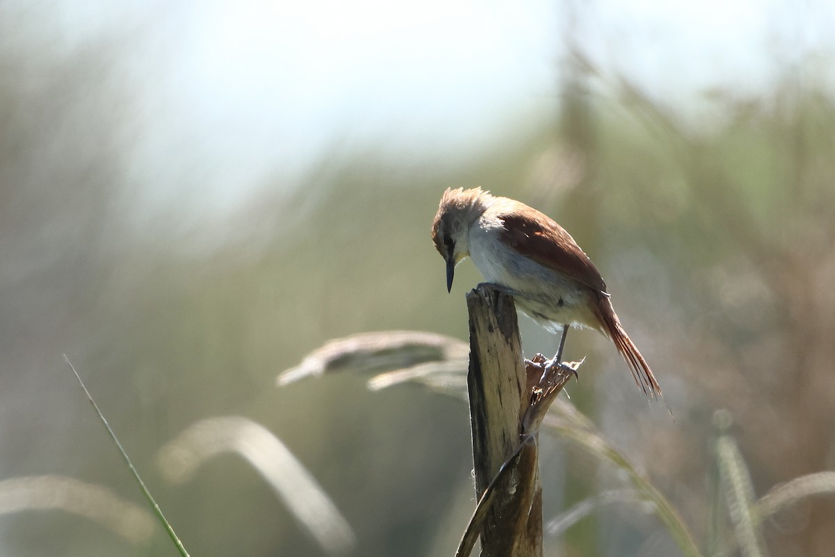 Yellow-chinned Spinetail - ML621194620