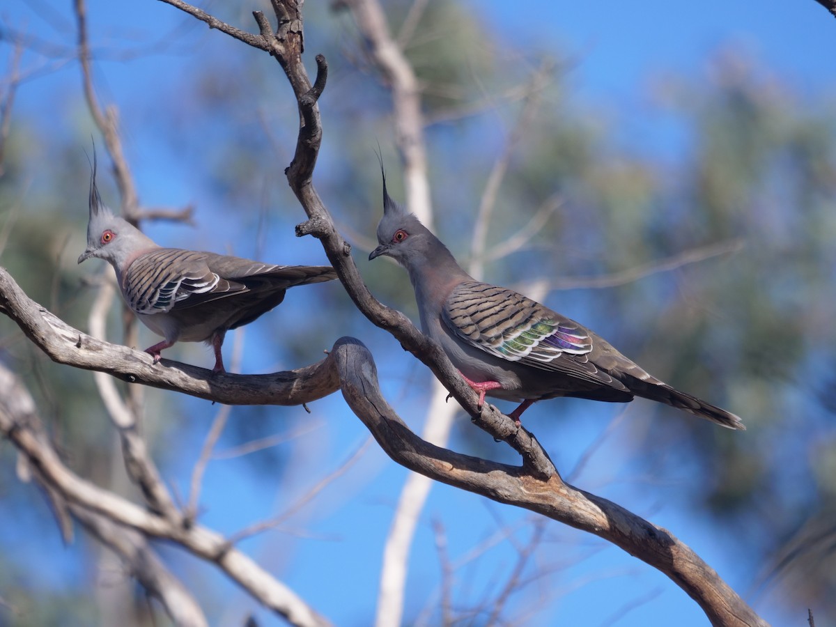 Crested Pigeon - ML621194638