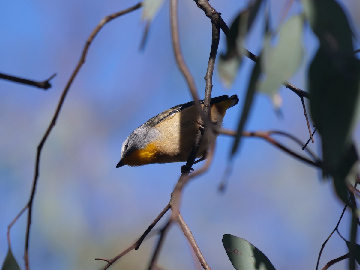 Spotted Pardalote - ML621194688