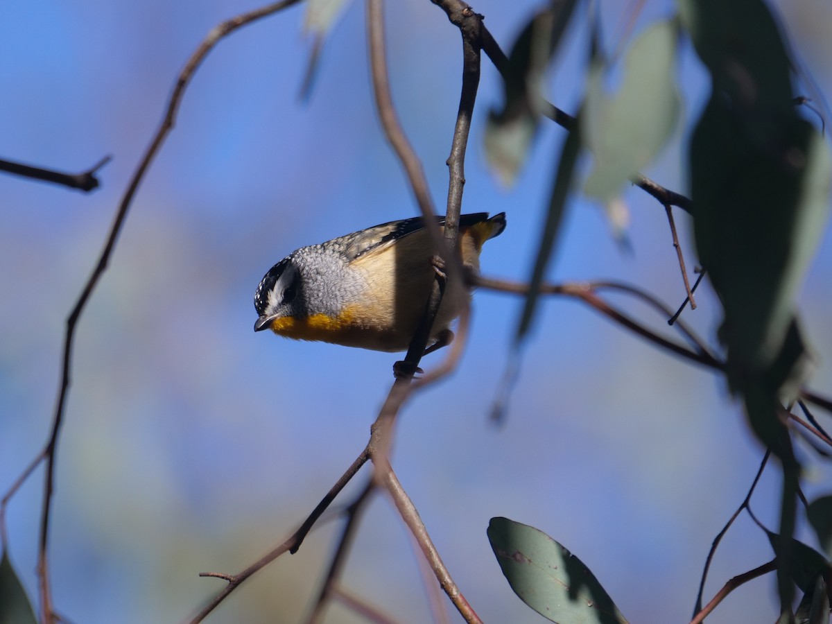 Spotted Pardalote - ML621194689