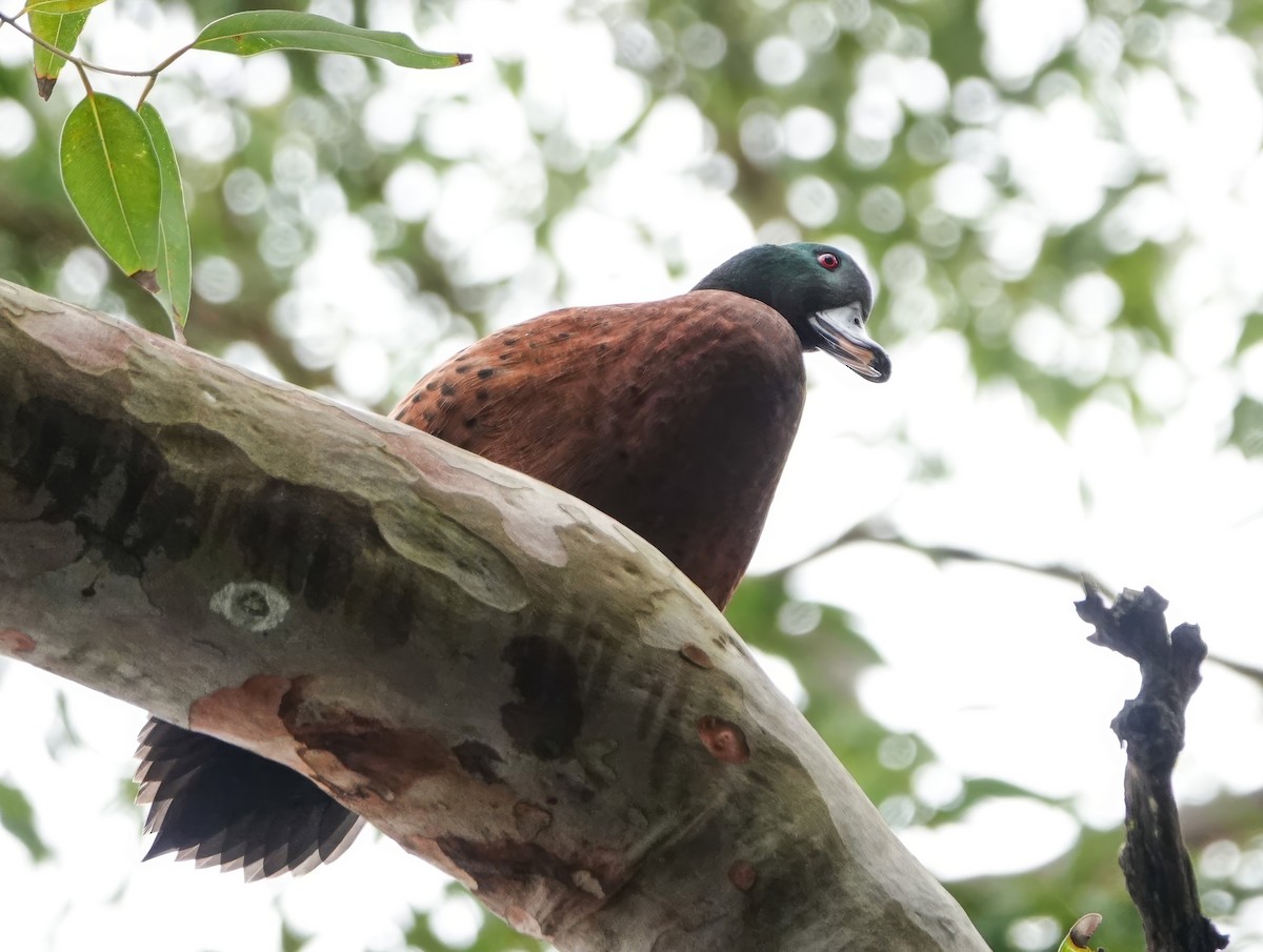 Chestnut Teal - ML621194696