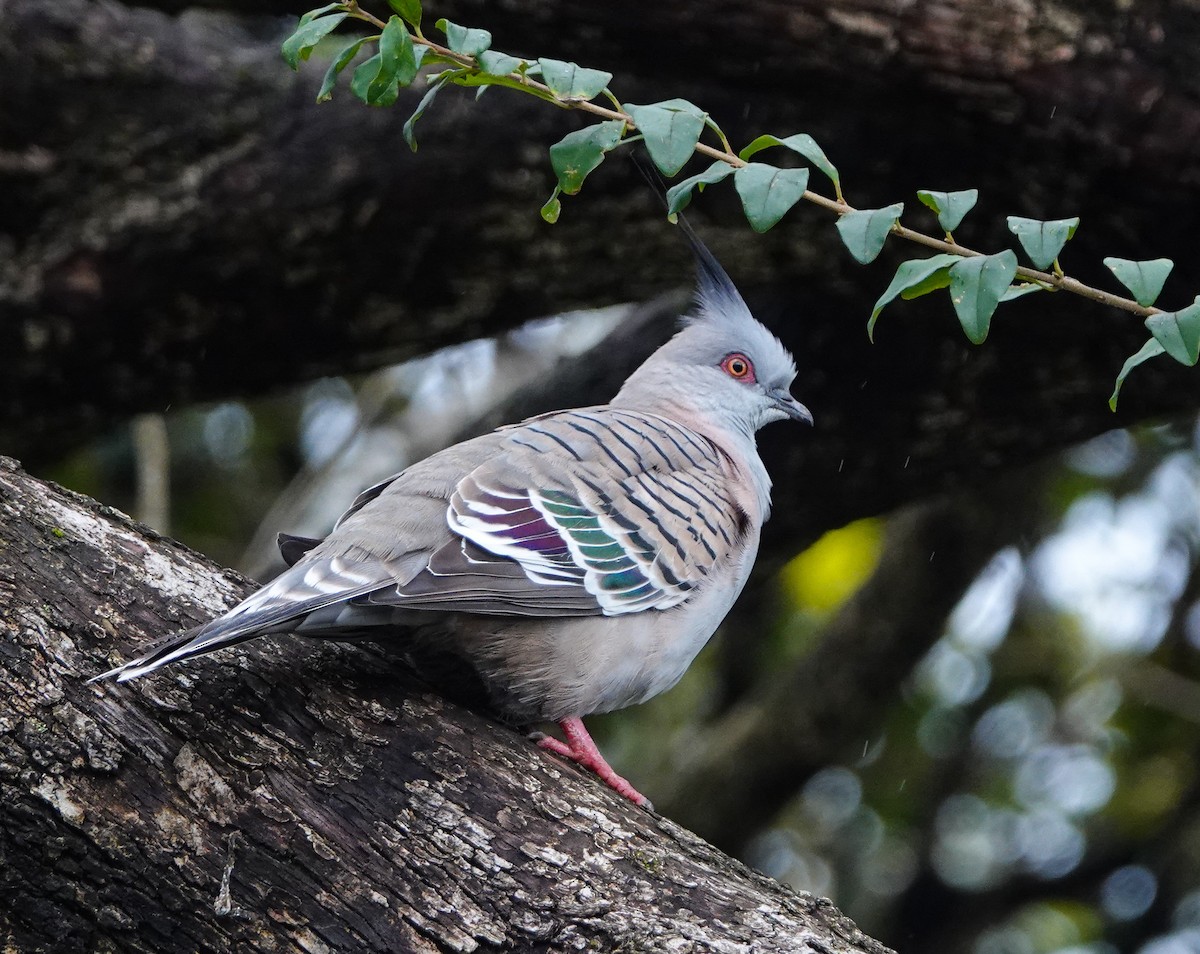 Crested Pigeon - ML621194715