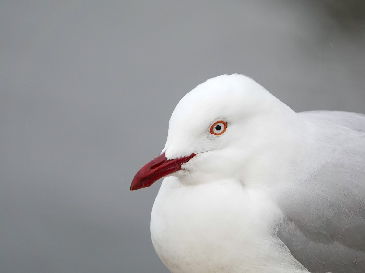 Silver Gull - ML621194725