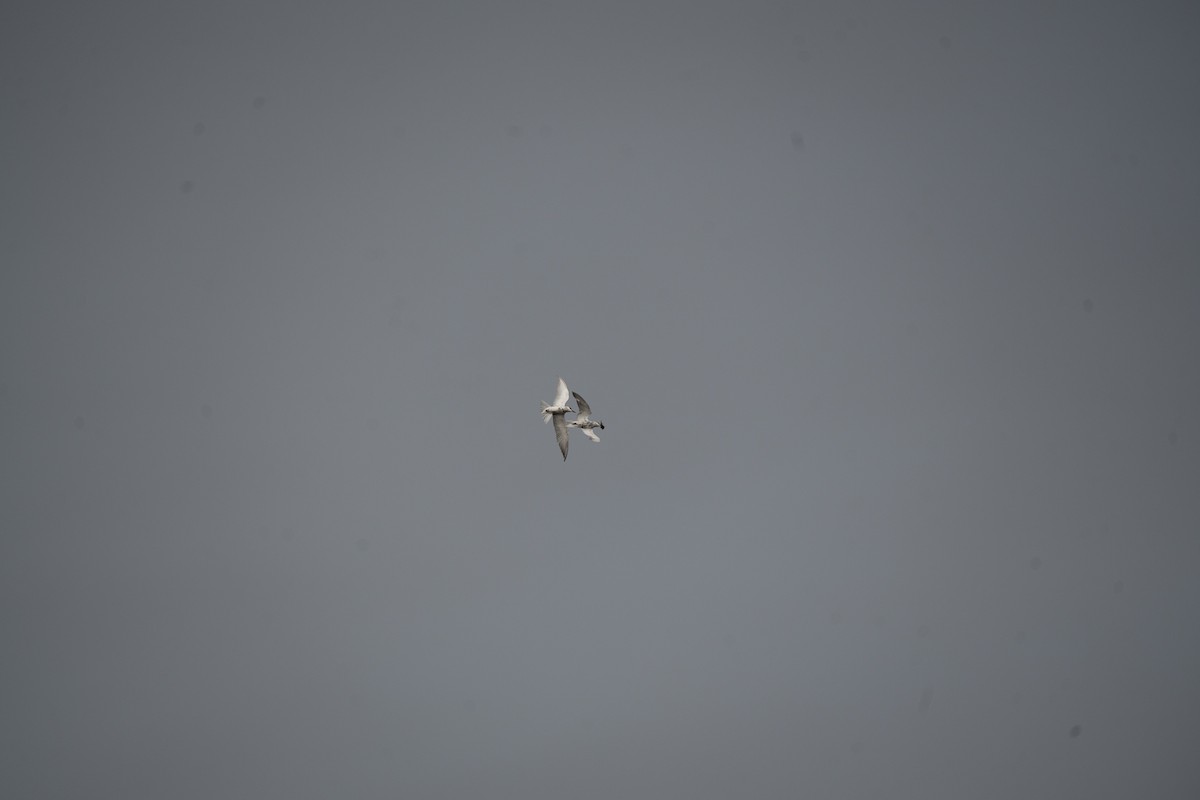 Weißbart-Seeschwalbe - ML621194728