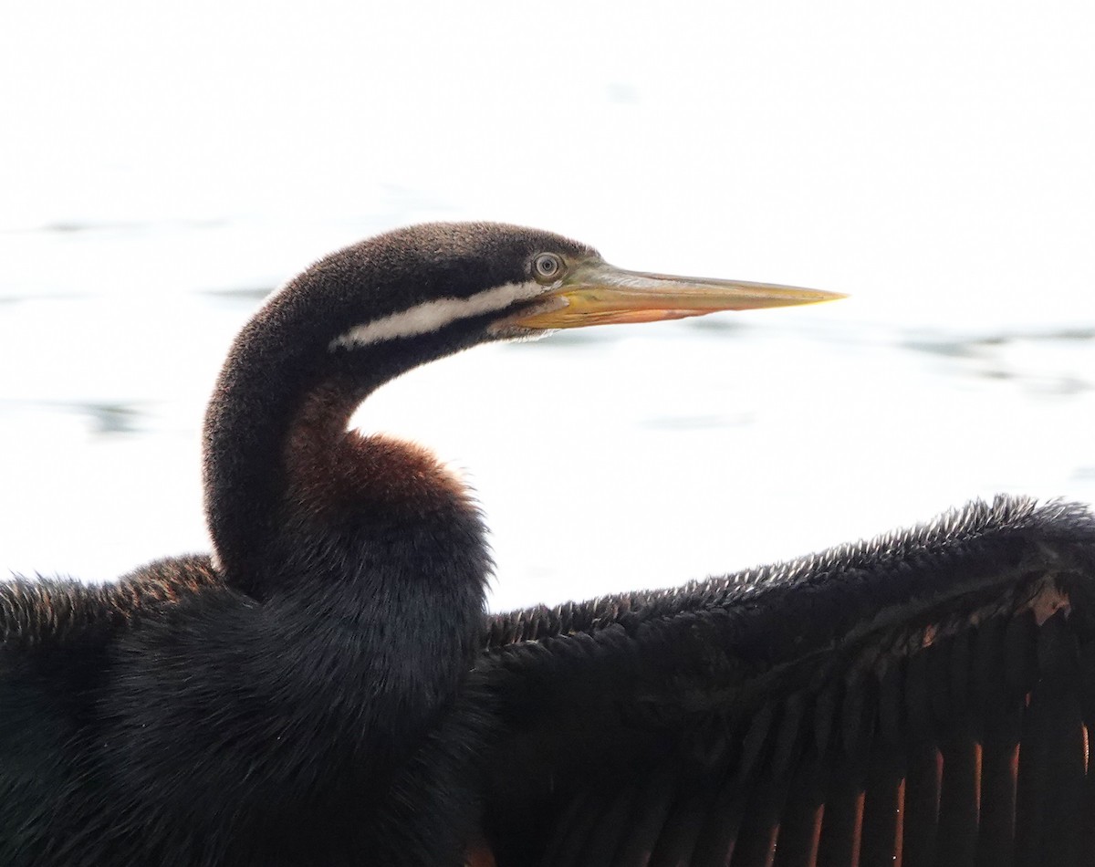 Anhinga d'Australie - ML621194737