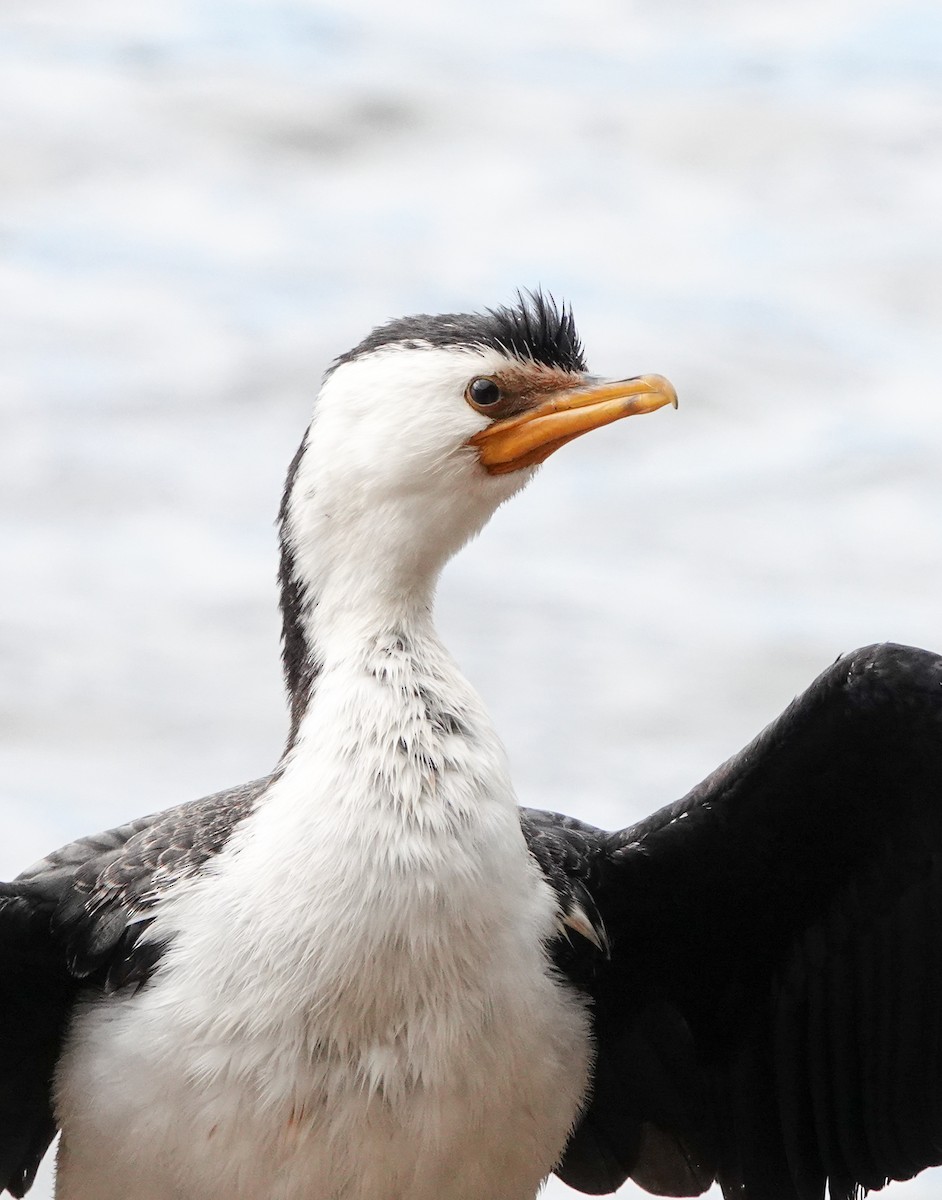 Little Pied Cormorant - ML621194741