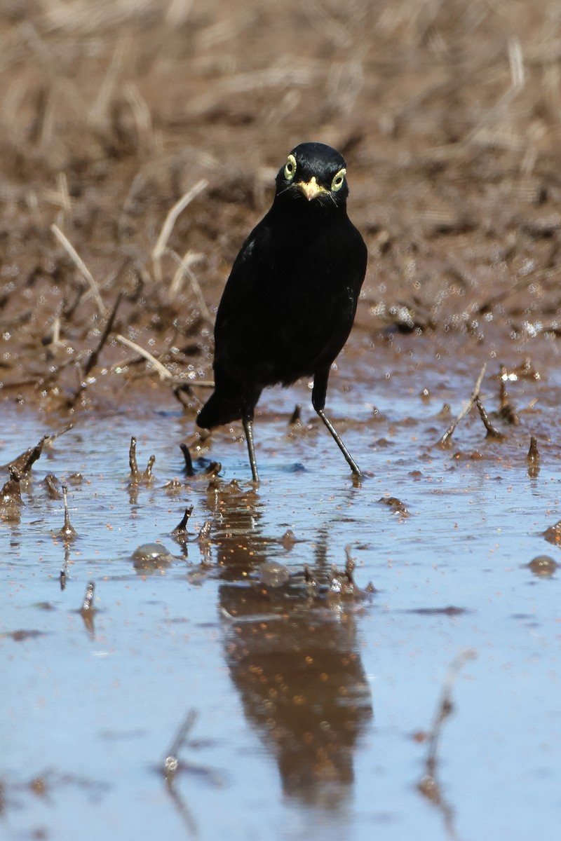 Spectacled Tyrant - ML621194744