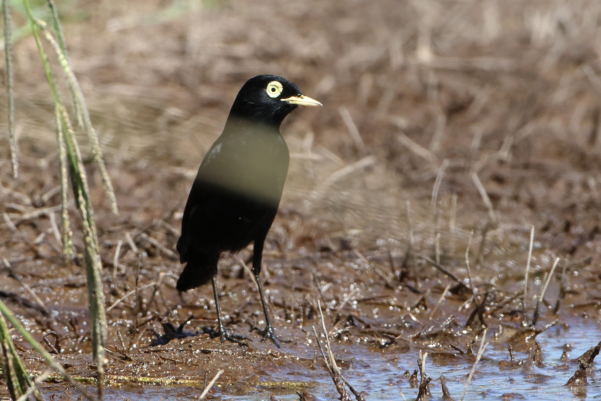 Spectacled Tyrant - ML621194745