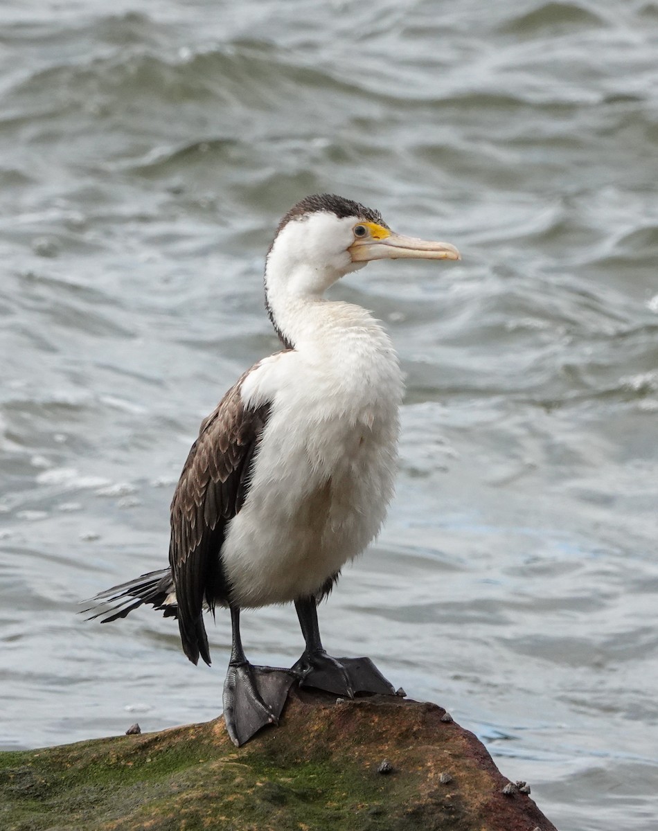 Pied Cormorant - ML621194749