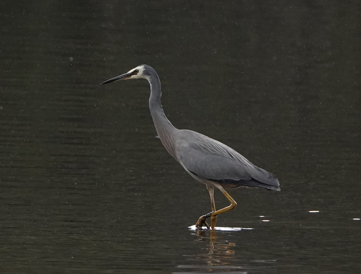 White-faced Heron - ML621194756