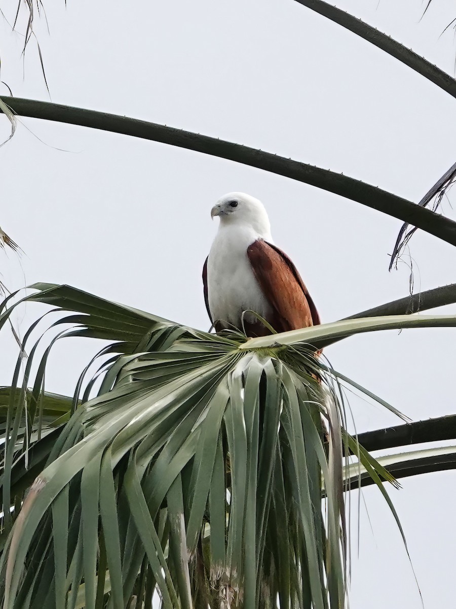Brahminy Kite - ML621194778