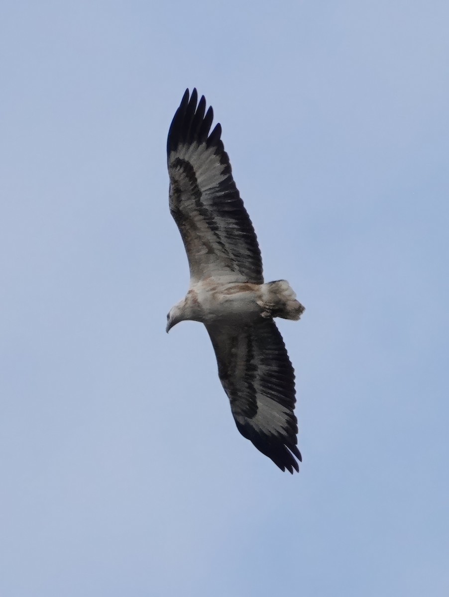 White-bellied Sea-Eagle - ML621194792