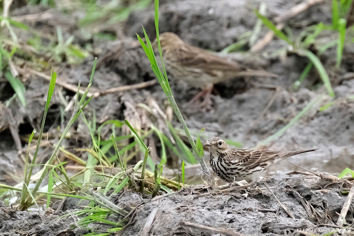 Red-throated Pipit - ML621194803