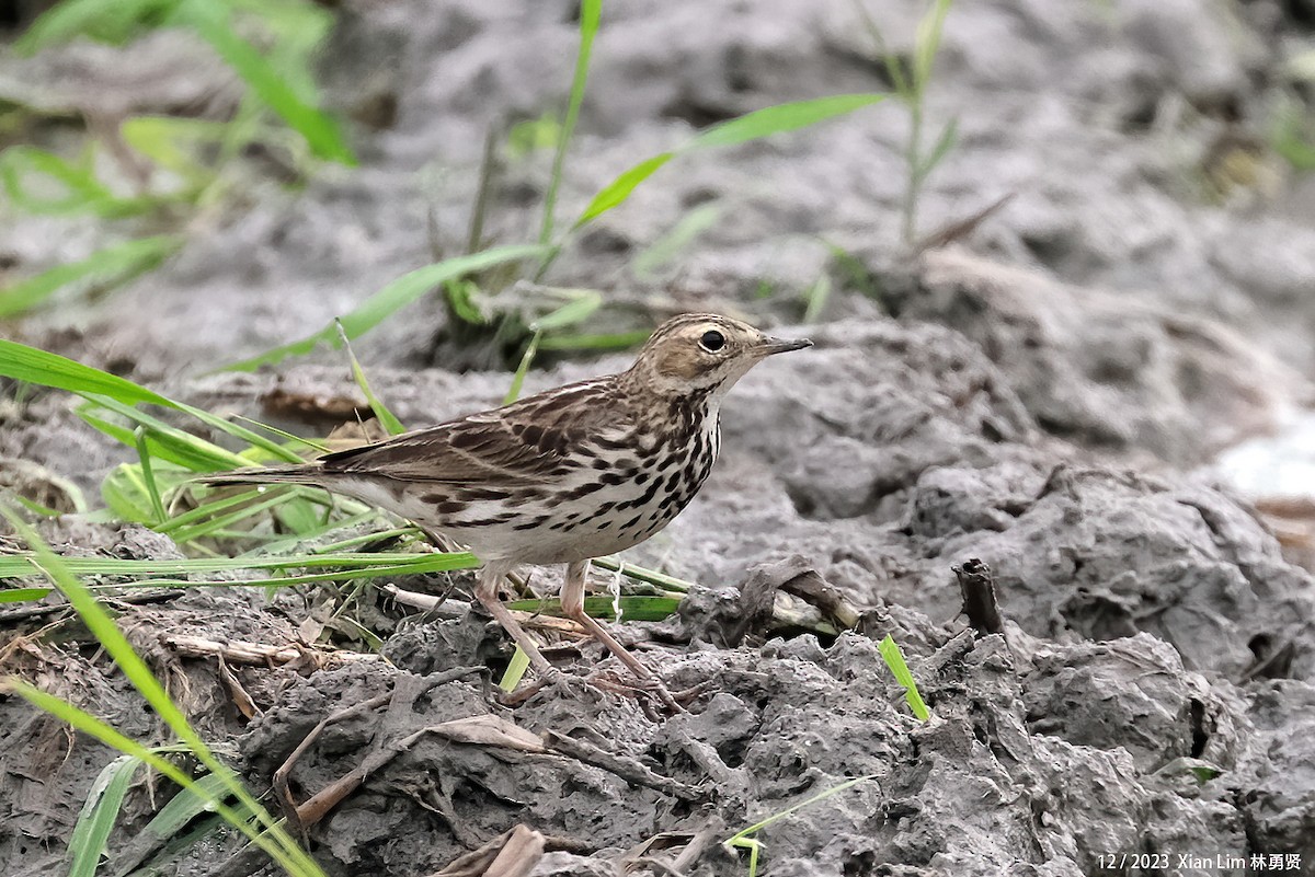 Red-throated Pipit - ML621194804