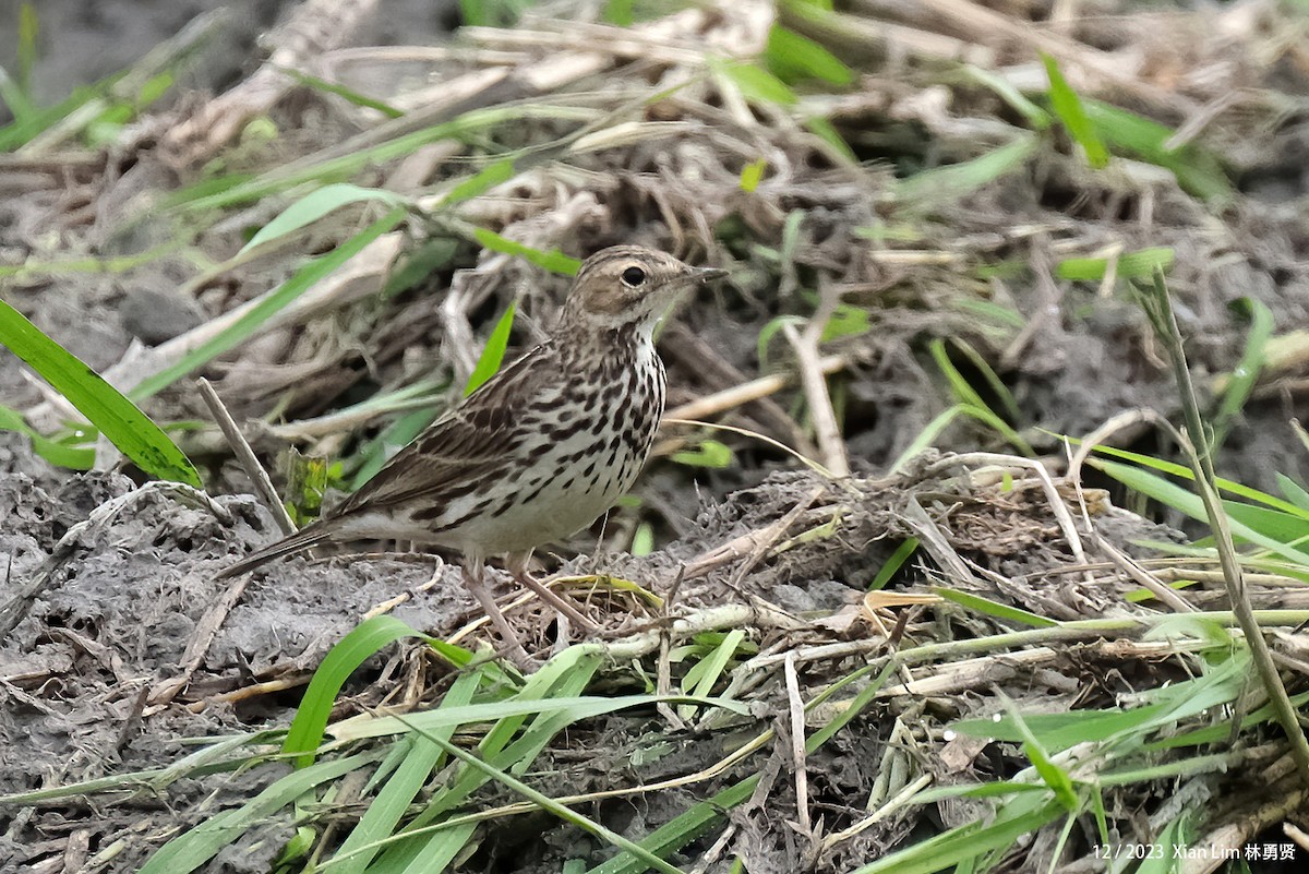 Red-throated Pipit - ML621194805