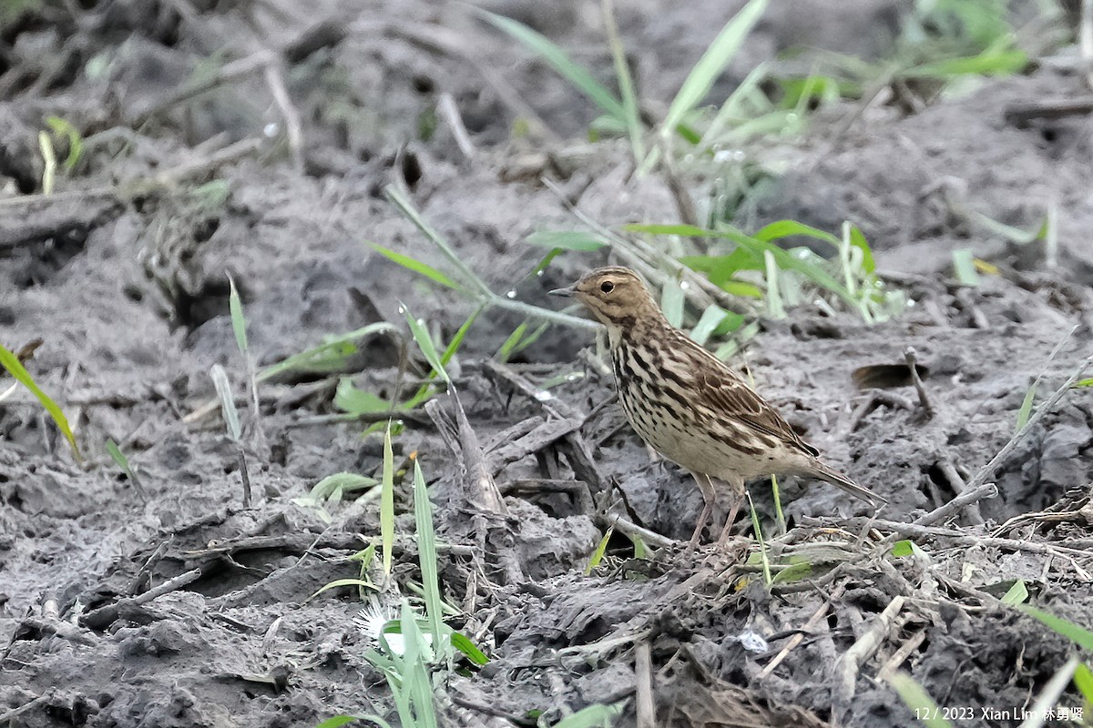 Red-throated Pipit - ML621194806