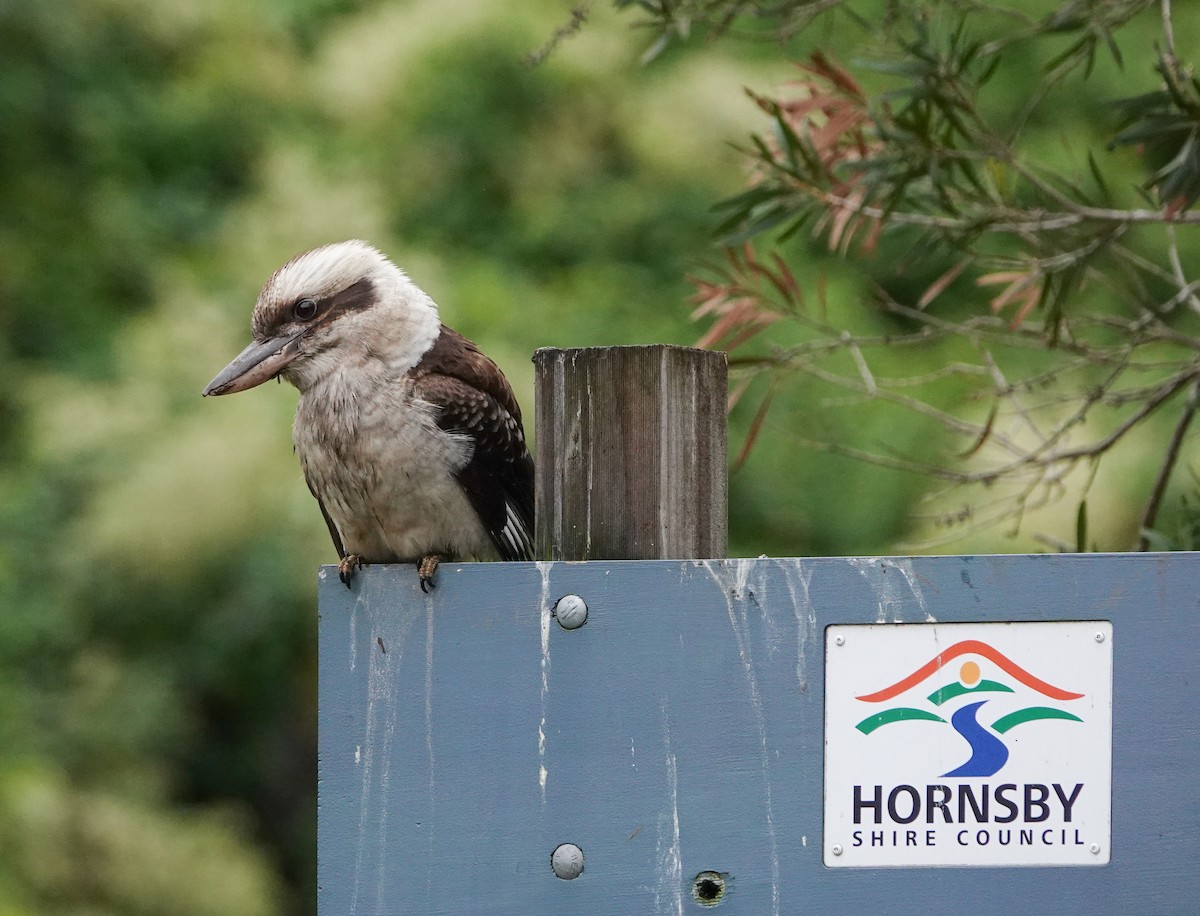 Laughing Kookaburra - ML621194807