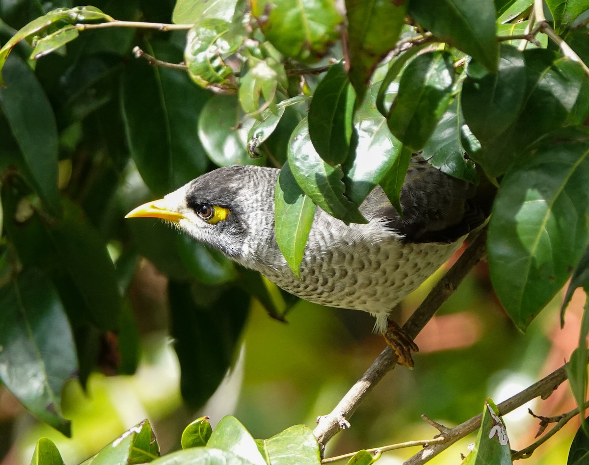 Noisy Miner - ML621194815