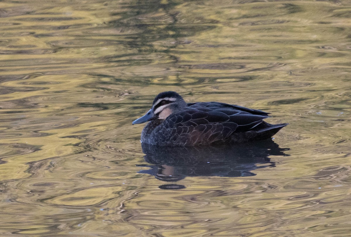 Pacific Black Duck - ML621194816