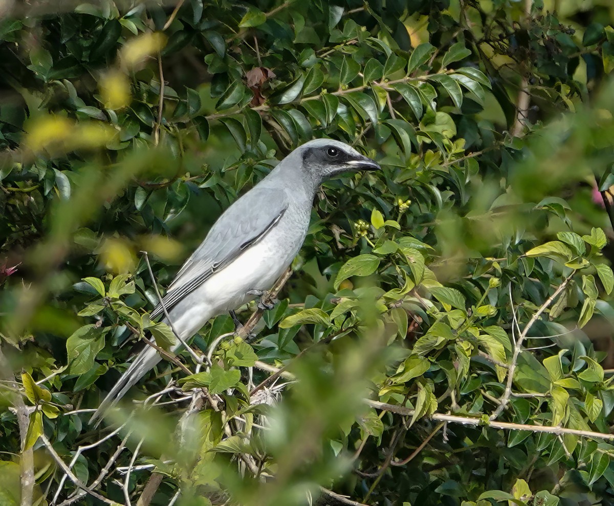 Black-faced Cuckooshrike - ML621194820