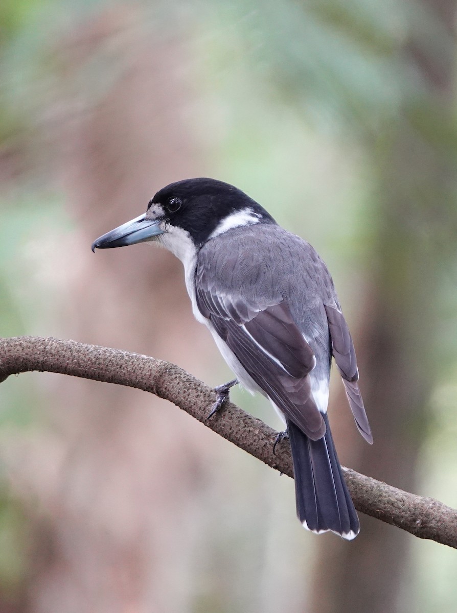 Gray Butcherbird - ML621194827